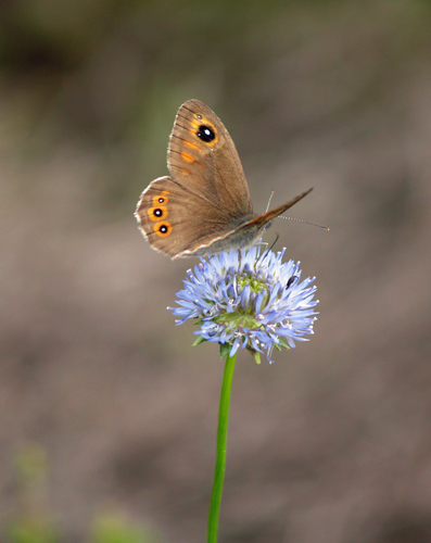 Large Wall Brown