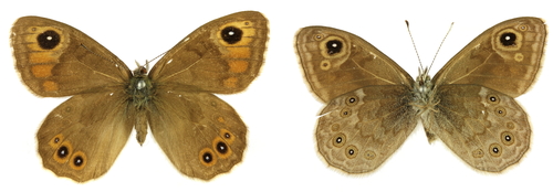 Large Wall Brown