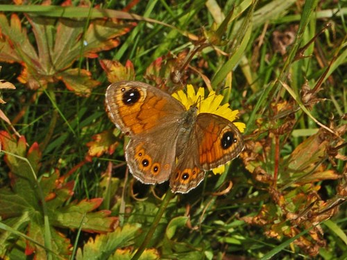Large Wall Brown