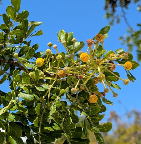Image of Vachellia choriophylla by (c) Alan Prather, some rights reserved (CC BY)