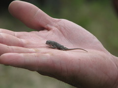Sceloporus undulatus