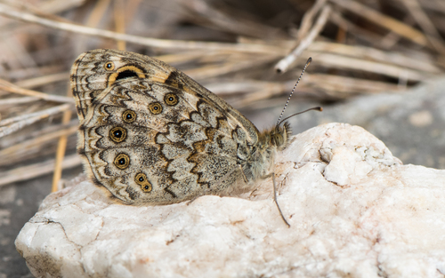 Wall Brown photo 3