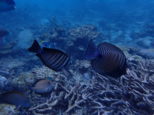 Indian Sailfin Tang — seen at this dive site