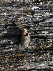 Buccinulum littorinoides