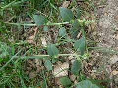 Chenopodium vulvaria