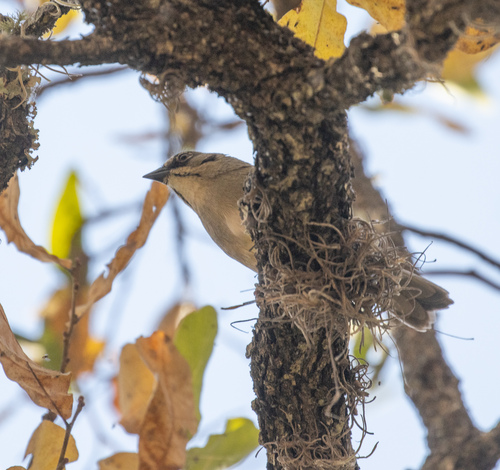 Oaxaca Sparrow (Aimophila notosticta), photo 6