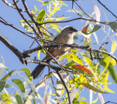 Oaxaca Sparrow (Aimophila notosticta), photo 7