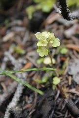 Chrysosplenium tetrandrum