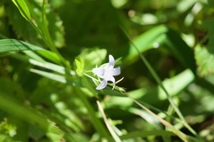 Campanula californica