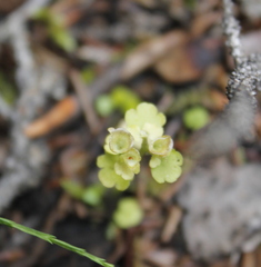 Chrysosplenium tetrandrum