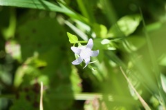 Campanula californica