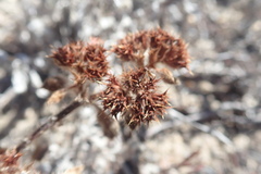 Chorizanthe howellii