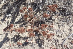 Chorizanthe howellii