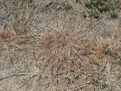 Agrostis blasdalei