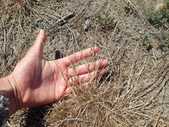 Agrostis blasdalei
