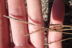 Agrostis blasdalei