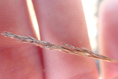 Agrostis blasdalei
