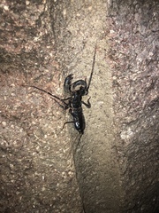 Mastigoproctus giganteus