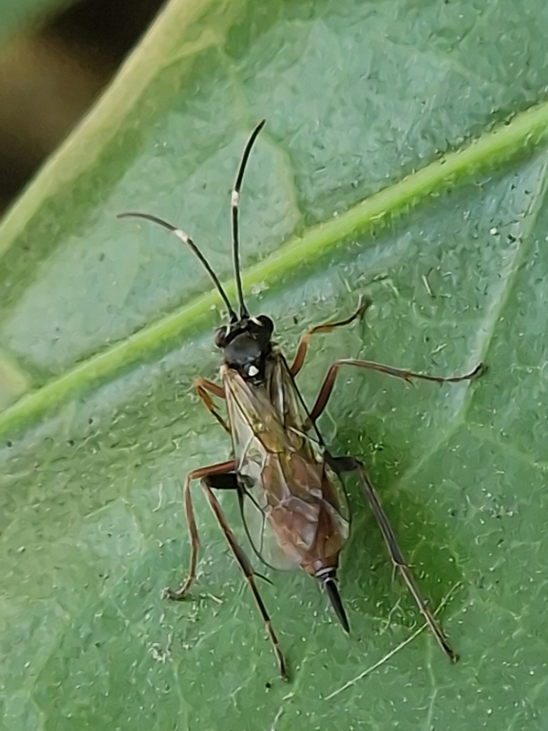 Ischnus inquisitorius