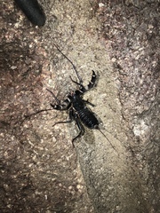 Mastigoproctus giganteus