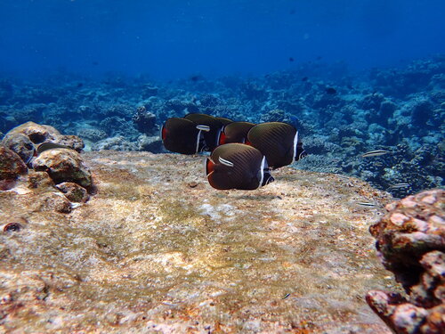 Red-tailed Butterflyfish — seen at this dive site