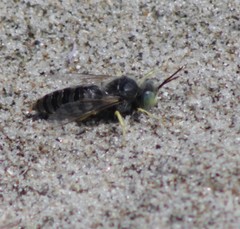 Bembix americana comata