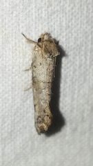 Acrolophus piger