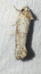 Acrolophus piger