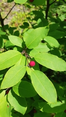 Ilex mucronata image