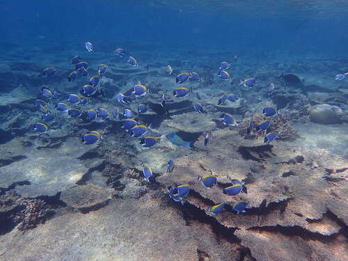 Powder Blue Tang — seen at this dive site