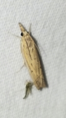 Fissicrambus quadrinotellus
