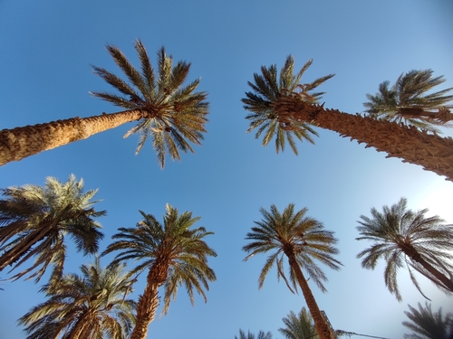 Date Palm