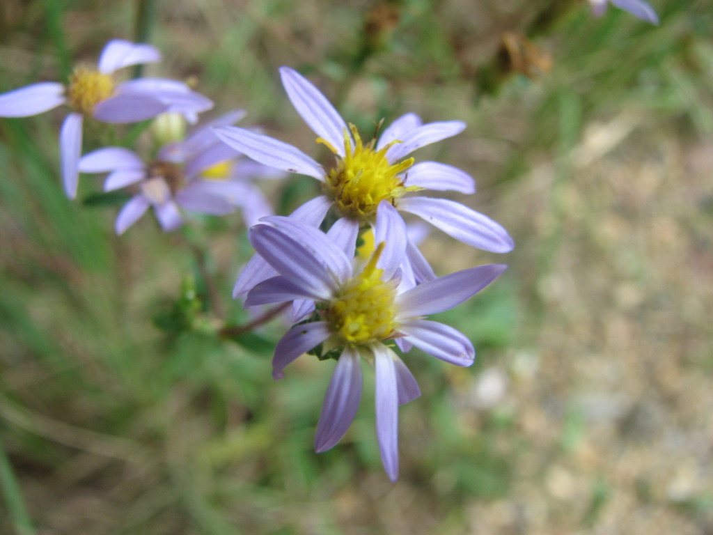 slender aster