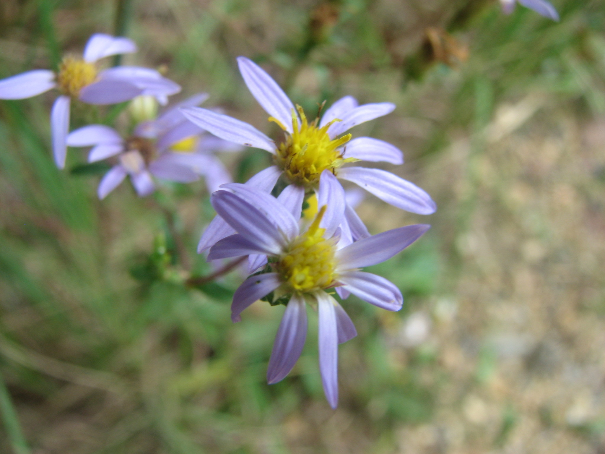 Eurybia compacta