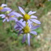 Slender Aster - Photo (c) Chris Hoess, some rights reserved (CC BY-SA)