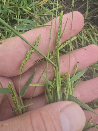 Urochloa piligera observed 2025-04-02