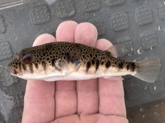 Common Toadfish photo 5