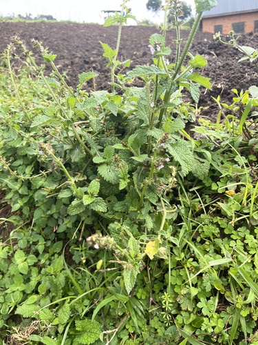 Salvia nilotica, photograph 5
