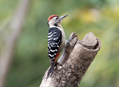 Fulvous-Breasted Woodpecker photo 3