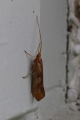 Limnephilus rhombicus