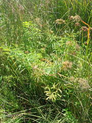 Cicuta douglasii