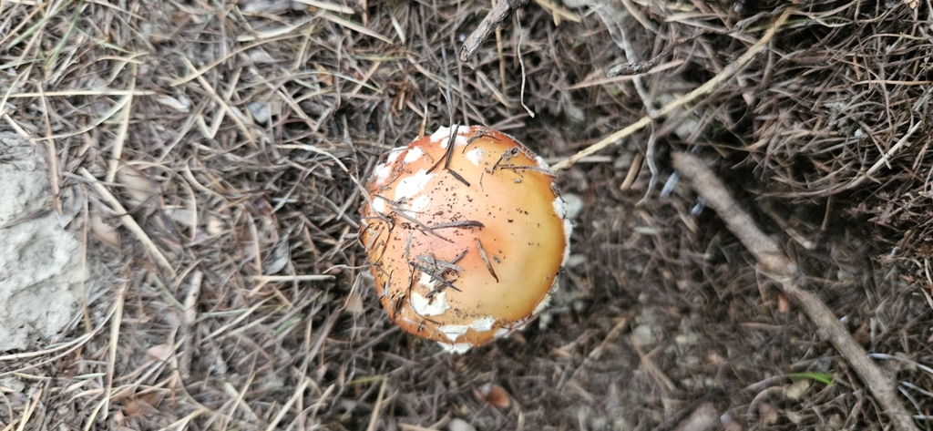 Amanita muscaria · April 2025 · photo: © shane212 (iNaturalist, cc0)