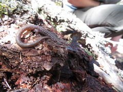 Plethodon neomexicanus