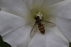 Episyrphus balteatus