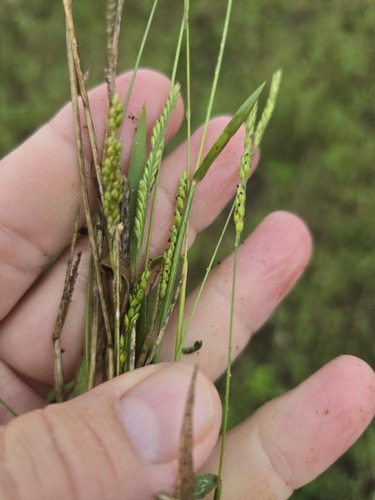 Urochloa piligera observed 2025-04-02