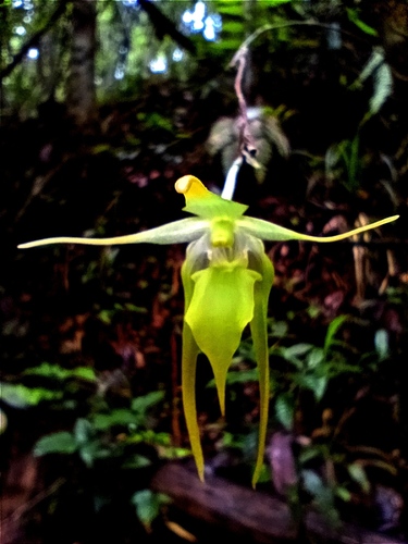 Aeranthes peyrotii Bosser