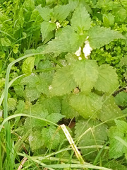 Lamium album