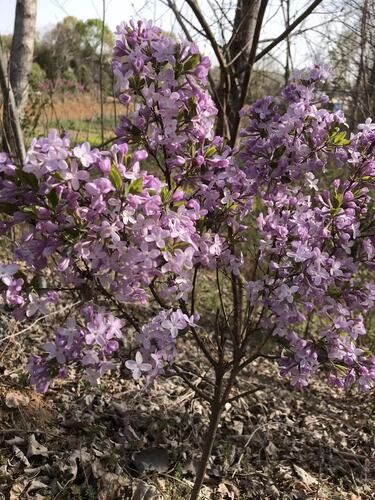 lilac daphne
