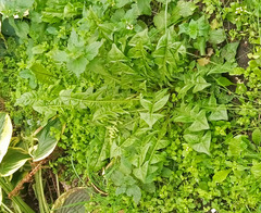 Taraxacum officinale