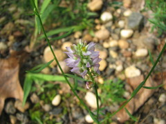 Polygala curtissii